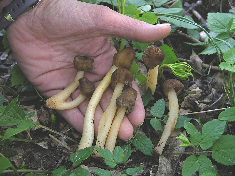 Funghi.......dalle parti di mauretto....